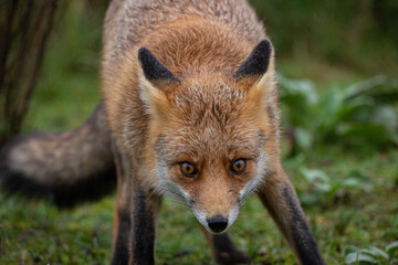 Naklejka na ściany i meble Curious fox