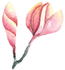 Fototapeta premium Illustration red flowers painted with watercolors.Plumeria painted in watercolor.For decorating wedding invitation cards.Vintage style.Blooming flower painting for summer.