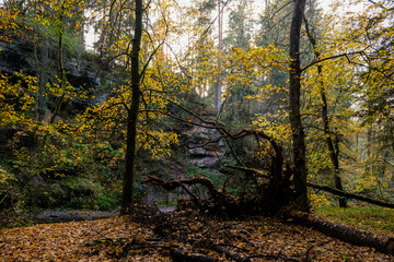 Autumnal forest in the sunshine. The light shines through the leaves on the forest floor.