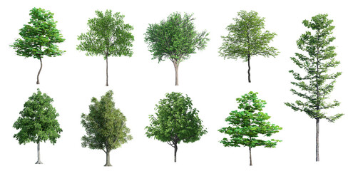 3D Trees Isolated on PNGs transparent background , Use for visualization in architectural design or garden decorate	
