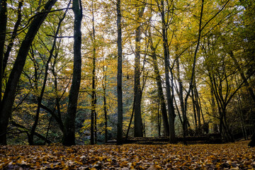 Autumnal forest in the sunshine. The light shines through the leaves on the forest floor.