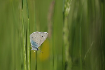 Tiny butterfly on a blade of grass, green background, horizontal image