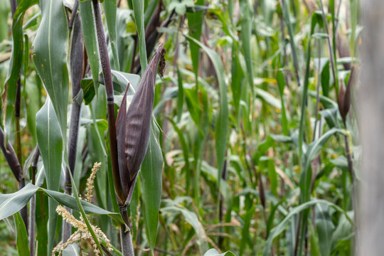 corn or elote before being grown in a field or field in Mexico