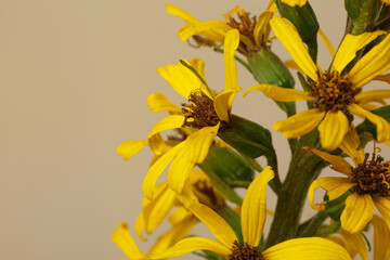 Fototapeta na wymiar Yellow flower Ligularia isolated on a beige background, macro.
