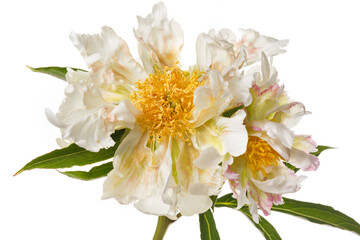 Funny  peony flower not even shape isolated on a white background.