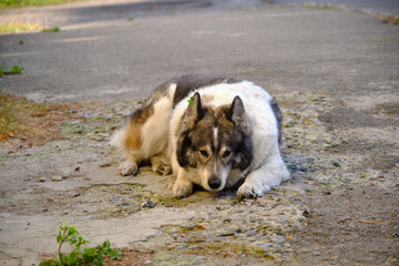 dog with fur outdoor