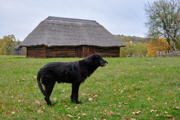 dog with fur outdoor