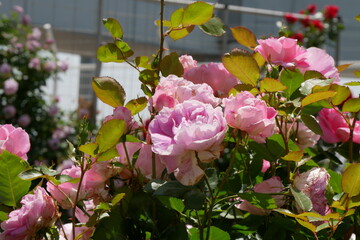 上を向いた薔薇