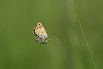 Sooty copper butterfly close up on a plant in nature