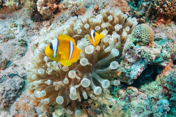 Fototapeta na wymiar anemon fish