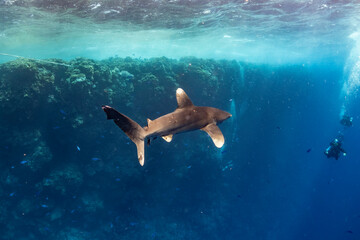 longimanus shark in red sea