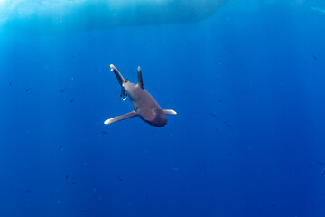 longimanus shark in red sea