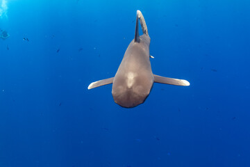 longimanus shark in red sea