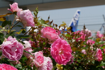 ピンクの薔薇と飛行機