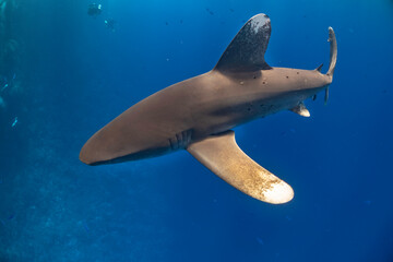 longimanus shark in red sea