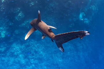 longimanus shark in red sea