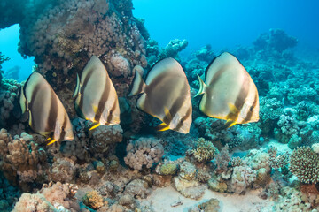 Fototapeta na wymiar Coral reef fish