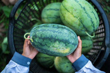 watermelons and melons in the market