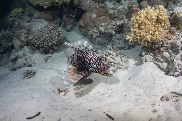 Lion fish in Red Sea