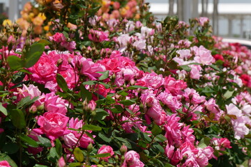 元気なピンクの薔薇