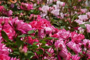 鮮やかなピンクの薔薇