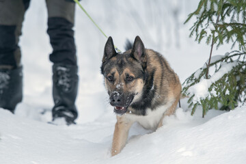 Man with his east siberian laika snowshoeing in deep snow