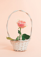 Fototapeta na wymiar Bright rose flower in white basket on bright peach colored background. Modern design with blooming concept. Creative nature minimal idea.