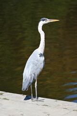 A grey heron standing at a lake