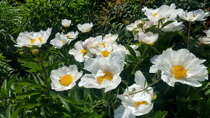 Weisser kalifornischer Scheinmohn