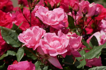 鮮やかなピンクの薔薇