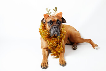 cute dog in christmas decorations on a white background. dog deer. german boxer