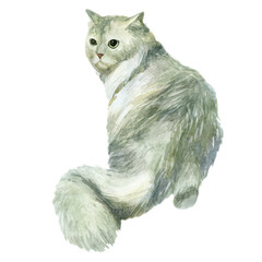 Watercolor illustration. Image of a cat. White fluffy cat.