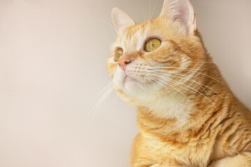 look of a beautiful cat with bright yellow eyes