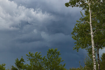 Dark storm clouds in the sky and silhouette of trees