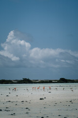 Flamingos on the beach under a cloudy blue sky