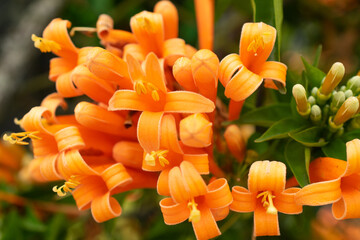 orange flowers with textured petals on a morning in the garden