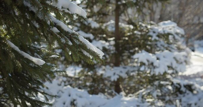 Cypress trees swaying in snow in park, falling snowflakes in winter, thick snow on the branches. Close-up of snowy hanging pine branches in the sunny winter 