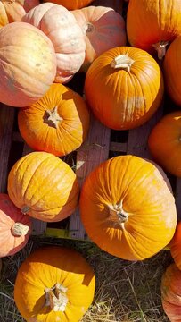 Pumpkin patch. Pumpkins on the seasonal market. 