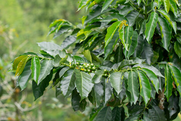 coffee plant with unharvested green coffee fruits