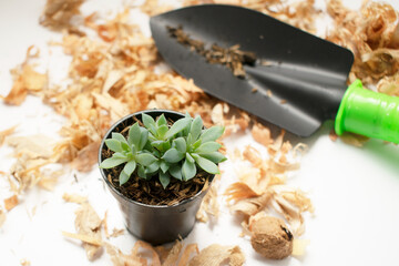 concept of gardening and planting succulents in wood