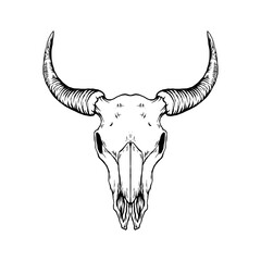 bull skull isolated