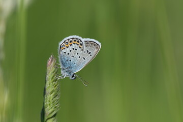 Close up of a silver studded blue butterfly in nature isolated