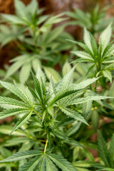 Culture du cannabis - Gros plan sur un plant de cannabis en phase de croissance en culture extérieur