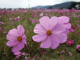 コスモスの接写