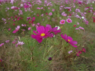 コスモスの接写