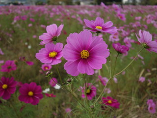コスモスの接写