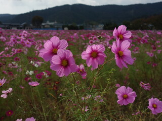 コスモスの接写