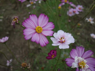 コスモスの接写