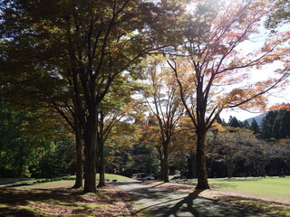 美しい紅葉に彩られた公園