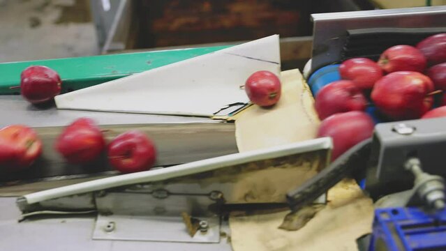 red apples on automatic sorting feed line with further packaging for sale